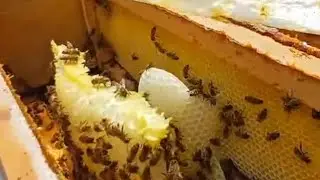 Arı tam yol ileri demiş.1 Temmuz 2024 samsun#bee#beekeeper #summer