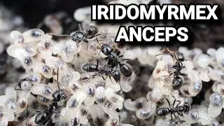 Распаковка и обзор муравьёв Iridomyrmex anceps.