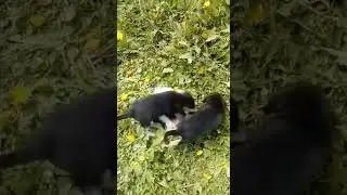 Выжловки. Потомство Тумана
