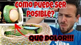 SERPIENTE PONIENDO HUEVOS en TIMELAPS! -La SERPIENTE PINOCHO ESMERALDA! -ROOMBA JUEGA con JORDI! 🦎🐢🐍