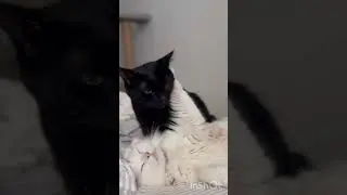 Утро моих котодеток😻😻 #чернышевский и #белинский