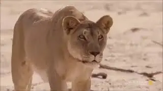 Leopard vs Lion - Adult Lion killed in fight with Leopard