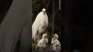 #Egret#birds #nature #shorts #youtubeshorts #trending #viralvideo #shortsfeed