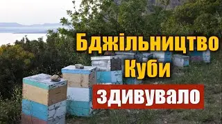 Beekeeping Cuba. What is the price of honey in Cuba?