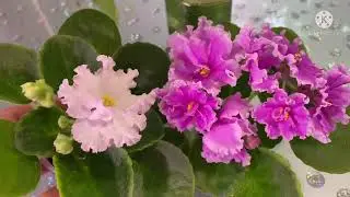 Это важно знать новичку! Фиалки. Сорт, спорт, пересорт. Или как нас обманывают продавцы.