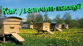 Профессор Кашковский: Размножение пчёл и как увеличить пасеку?