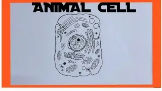 How to draw animal cell easily/ animal cell diagram
