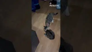 Kitty Taxi! Hilarious Cat Drags Buddy Around the House