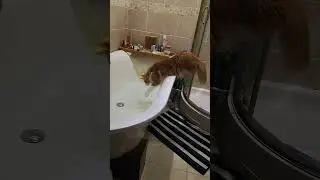 Maine Coon kitten takes an unexpected bath