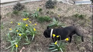 Французские бульдоги и Нарциссы 🌼🌼🌼