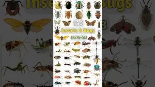 130 Insects & Bugs Name:- 03 