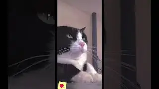 Станцуй  с котом 🤣