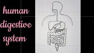 How to draw human digestive  system easily/ Human digestive  system easy drawing