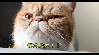 给猫咪选日用品都有什么讲究？