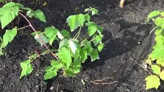 Посадка ремонтантной малины