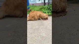 в Пригорском  подкармлеваю  рыжика