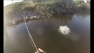 Bass Spawn Fishing Tanzanite Park Sacramento ca