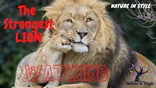 The Strongest LION | Nature In Style
