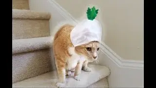 100 subs so here's 50 seconds of my cat wearing a radish hat
