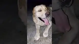 Cute labrador #dog shy ne Serbian dancing lady ki waat! laga di 🤣 #sourshy #Shorts #minivlog
