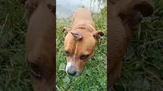 Забавные животные.  Funny animals.