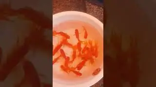 AMAZING COI FISH #new #satisfying #amazing #ytshorts #fyp #shorts