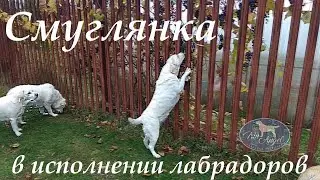 Лабрадоры и виноград.