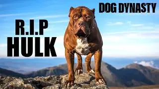 RIP Hulk - The World's Biggest Pitbull | DOG DYNASTY