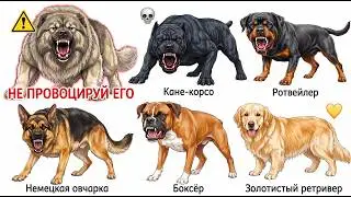 Собаки: От Самой Милой До Той, Что Ломает Кость Укусом