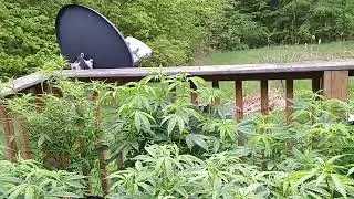 O High O - 2024 Cannabis Outdoor Grow Day 6 Of Being Outside