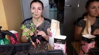 🌹🌺Как сохранить саженец пиона, розы до весны?!🌞