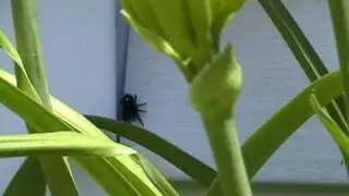 Jumping Spiders Part 1, with Bob, the spider hunter