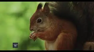 Live Tour of the Animal Kingdom