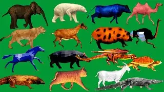 Animals Line Running and Walking Green Screen HD Green Screen Animals Video