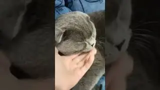 Просто глажу Марусю но в замедленном