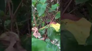 Un tigru în copac