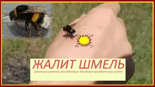 🛑 Шок, жалит шмель! Немного о шмелях
