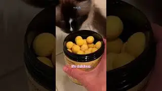 Meow-tastic Melodies: A Cat's Anthem