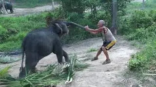 Playing with elephant kid