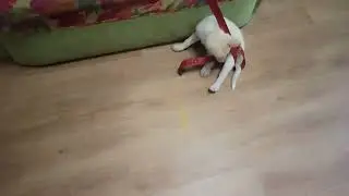 #викинатори #собака #щенок