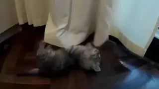 Знакомьтесь! Котенок впервые в своем новом доме