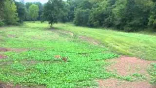 Deer in foodplot
