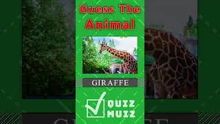 Guess the Animal by its Scrambled Name 🐹 Scrambled Name Quiz