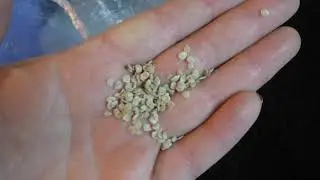 Когда и как сеять помидоры на рассаду для открытого грунта .