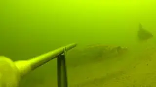 Судаки на ходу. Засада.