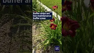 Reducing Lawn with Buffer Strips  #environment #integratedpestmanagement