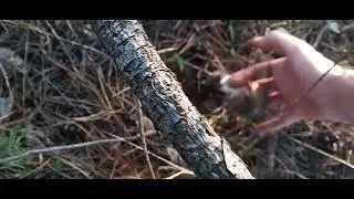 МАСЛЯТА ростуть цілими сім'ями