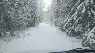 сказочный лес