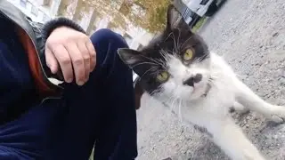 Стероидмен спас бездомную кошку