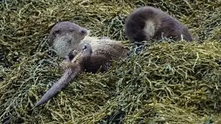Silly otters playing in seaweed
